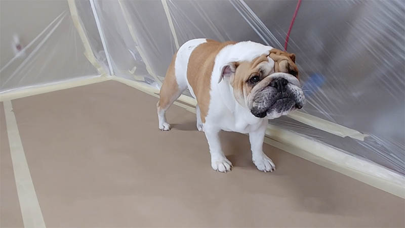 Kevin the bulldog in cabinet spray booth tent area, Austin